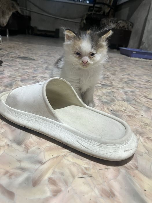 Отдам котенка в добрые руки