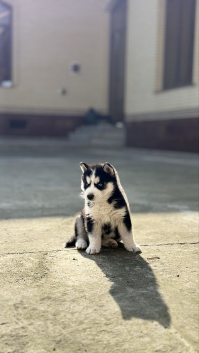 Сибирский хаски щенок