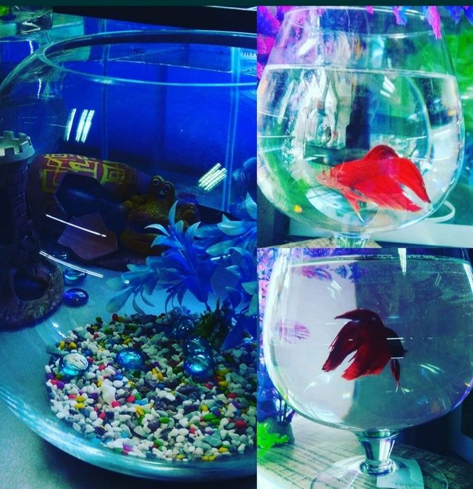 Аквариум.Навои Фрунзе