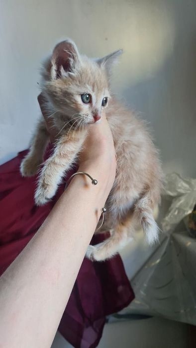 Отдаю милых котят