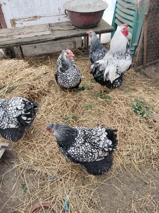 Wyandote argintiu ouă de vânzare