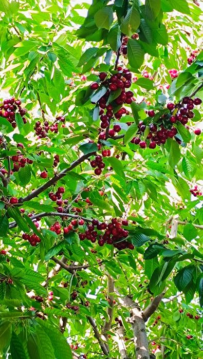 Компот из вишни колерованной.