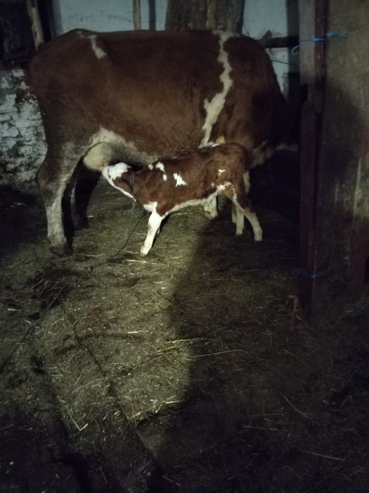 Vaca cu vițel după ea