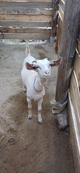 Лақтар сатылады,