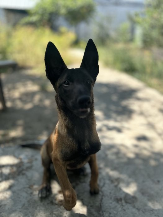 Продам Шенока Малинуа