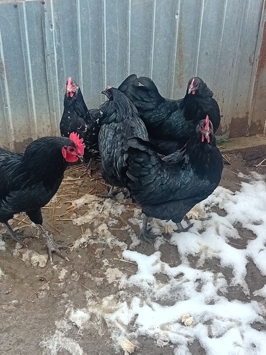 Oua pt incubat pasari de rasa