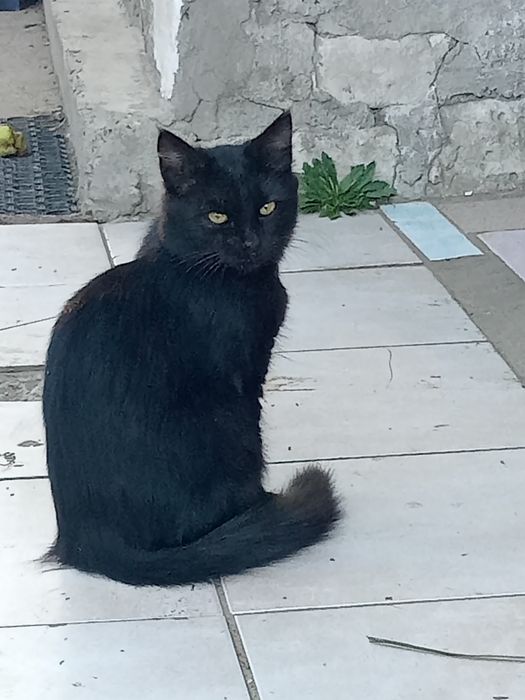 Отдам милых котят