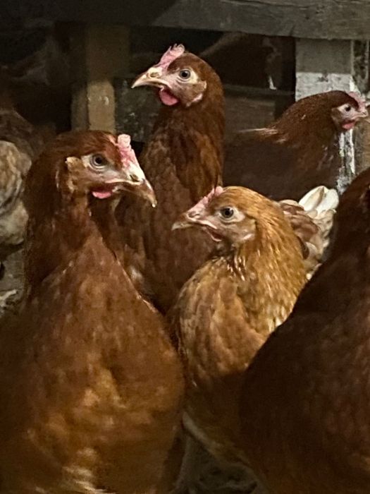 Несушки Ломан Браун