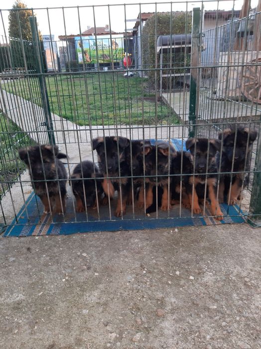 Немски овчарки с родословие