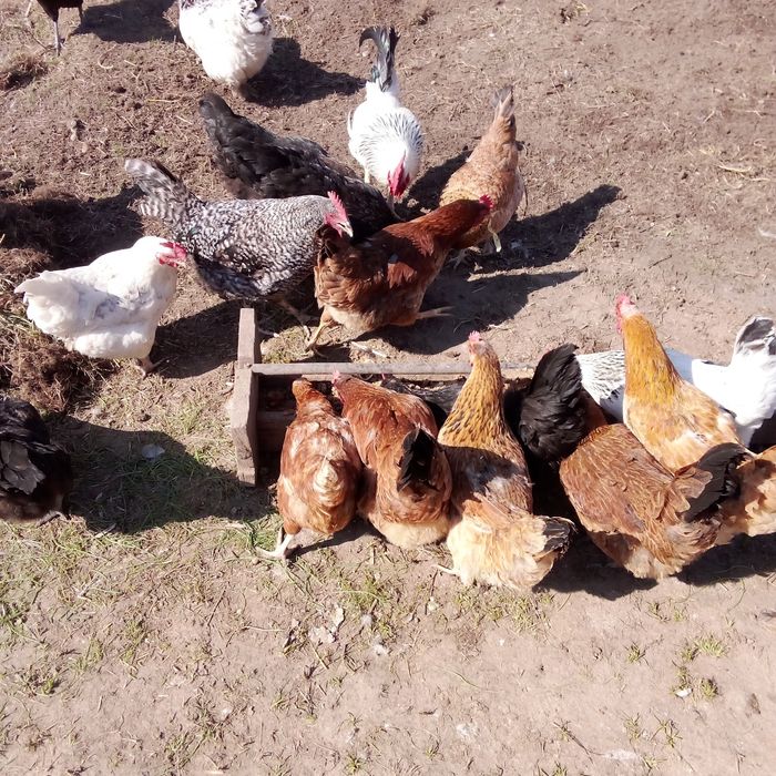 Продам яйца для разведения