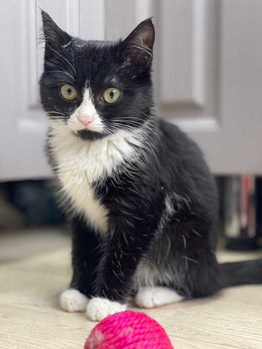 Отдам котенка в хорошие руи