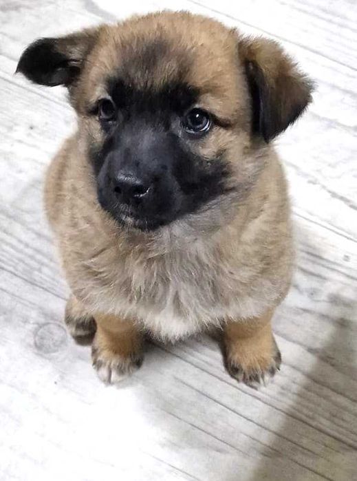 отдам щенков овчаренков в хорошие руки