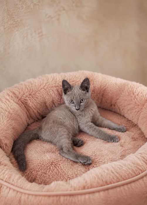 Отдам котенка бесплатно