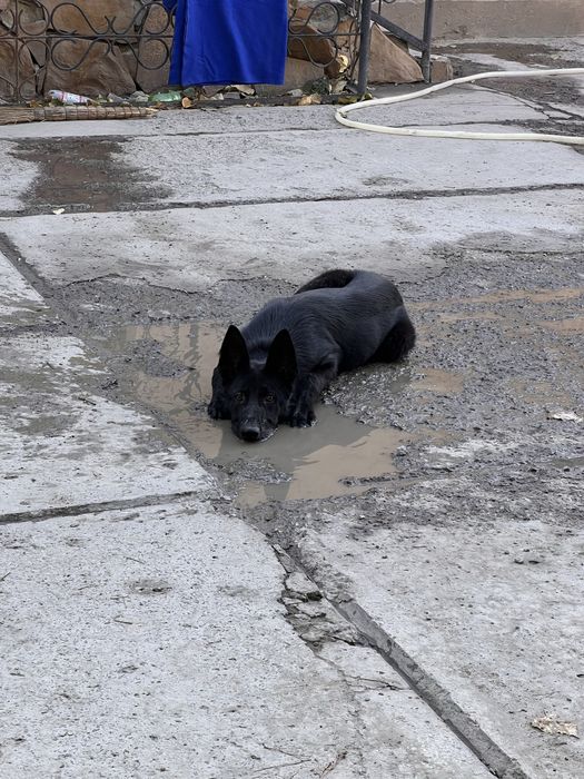 Продам немецкую овчарку