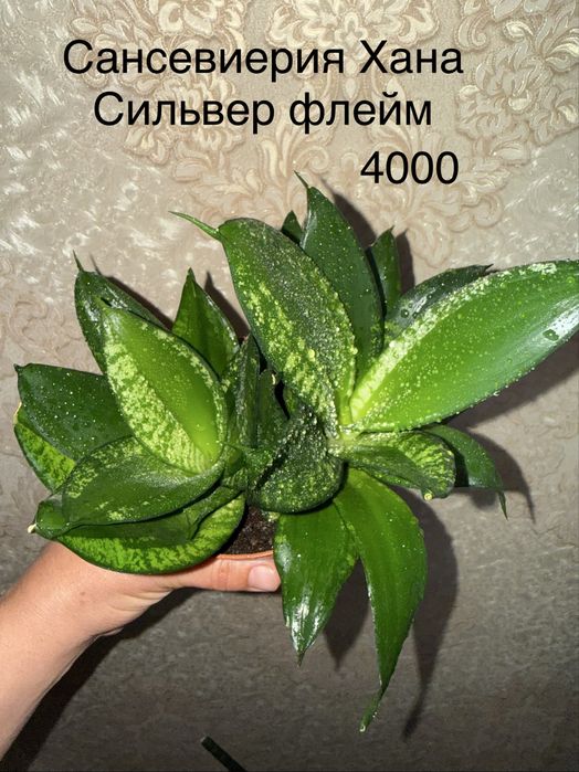 Сансевиерии продам