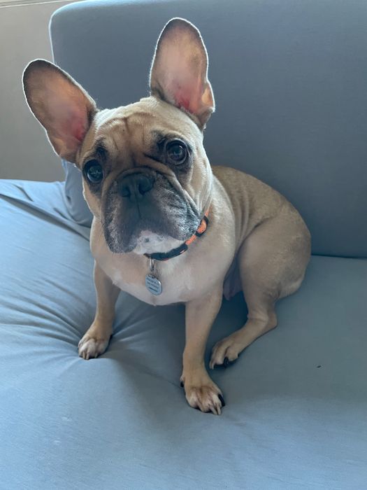 Френски   булдог