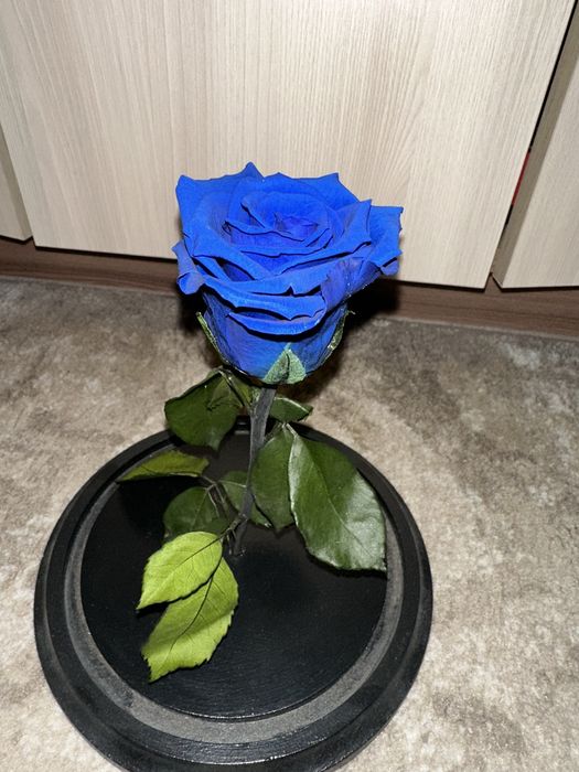 Trandafir cupola criogenat/criogenizat magnolia nemuritor