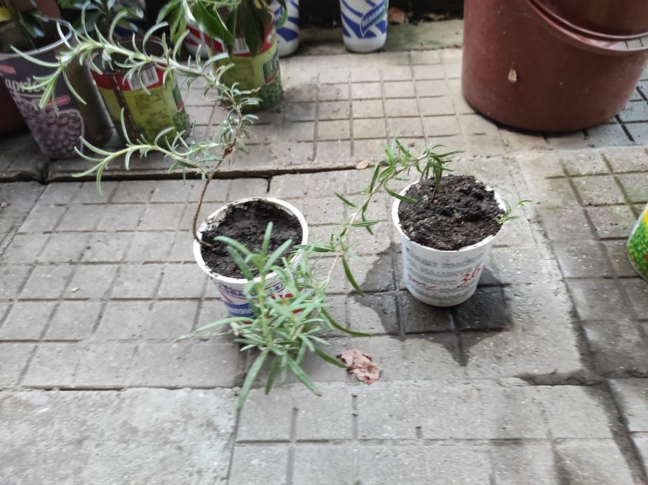 Аукуба, чашкодрян, салвия, делосперма и розмарин