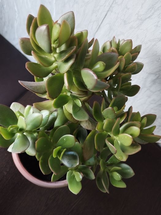 Денежное дерево цветущее