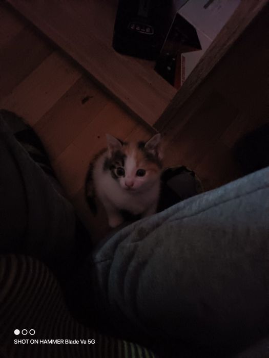 Подарявам котета
