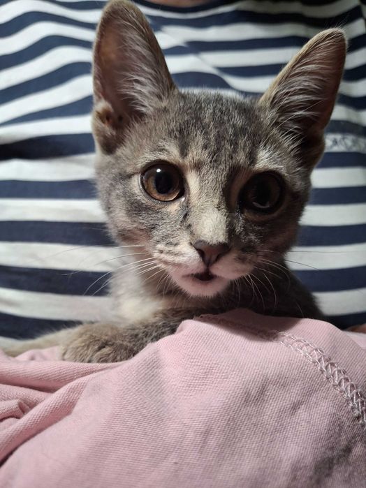 Котенок ищет дом
