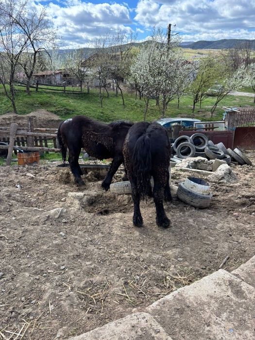 Manji de 1 ani,armăsari