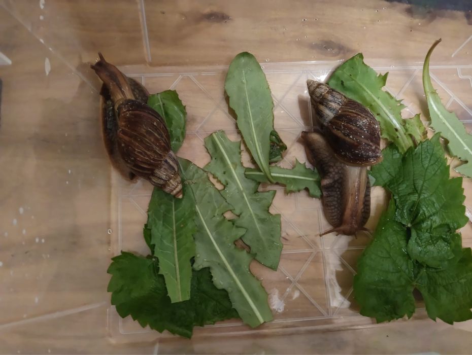 Ахатины пара, с котейнером вместе