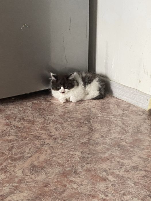 Отдам котенка в добрые руки