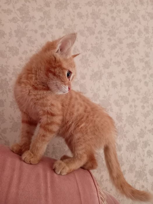 Котенок в добрые руки