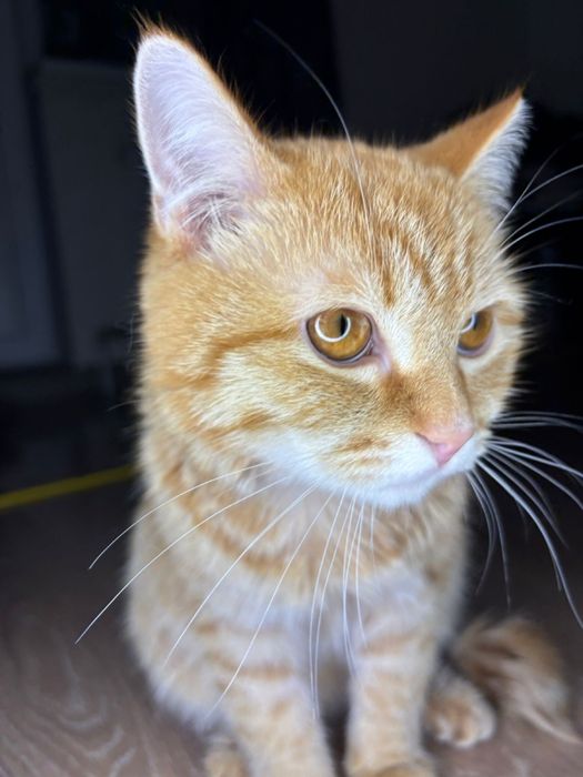 Отдам котенка в добрые руки