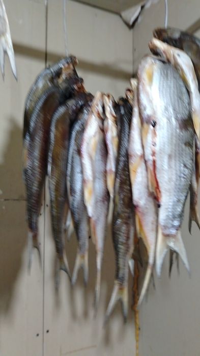 Жаңа кептірілген қақталған волба