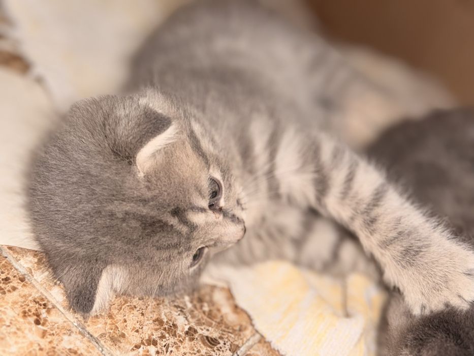 Продам Веслоухих котят