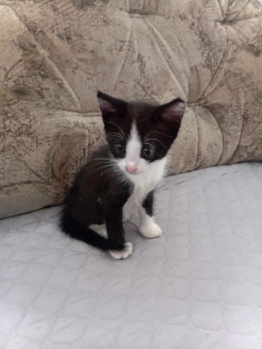 Отдам котят в добрые руки