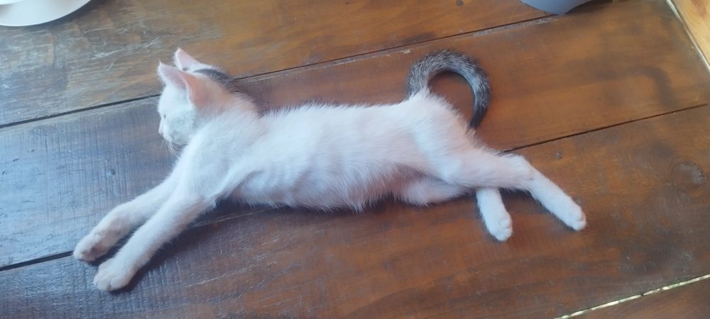 Donez pisici nesterilizate.