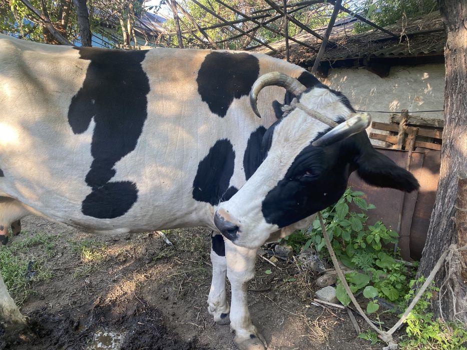 Срочно продам корова