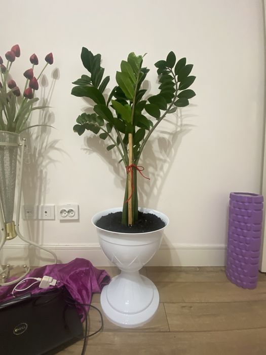 Комнатное растения