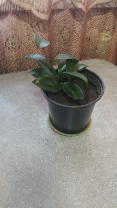 Хойя Комнатное растение