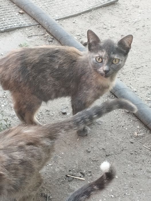 Животные. Котята