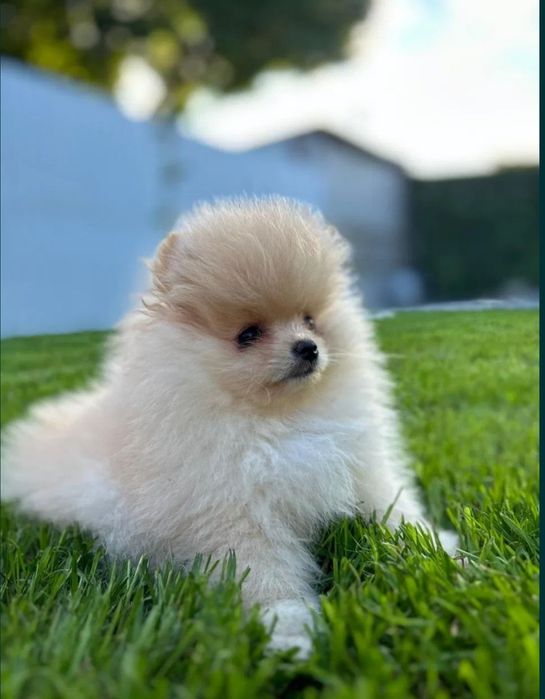 Продам щенков шпица.