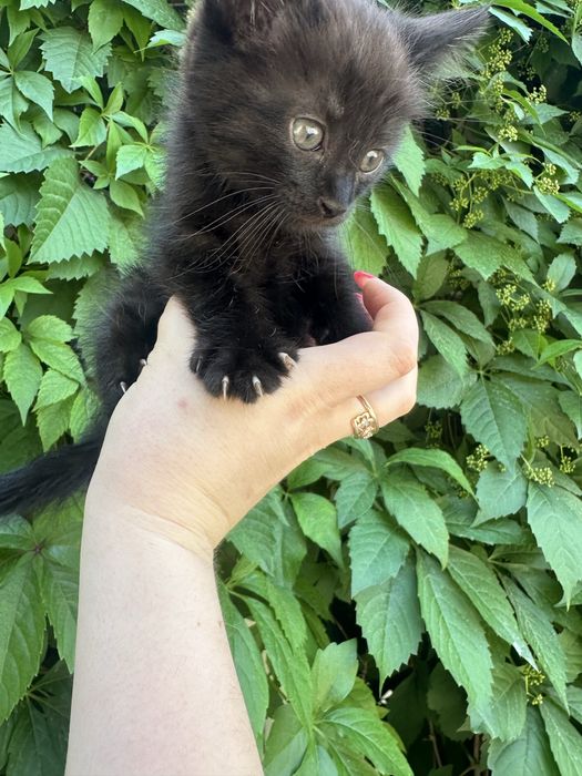 Отдам котят в добрые руки
