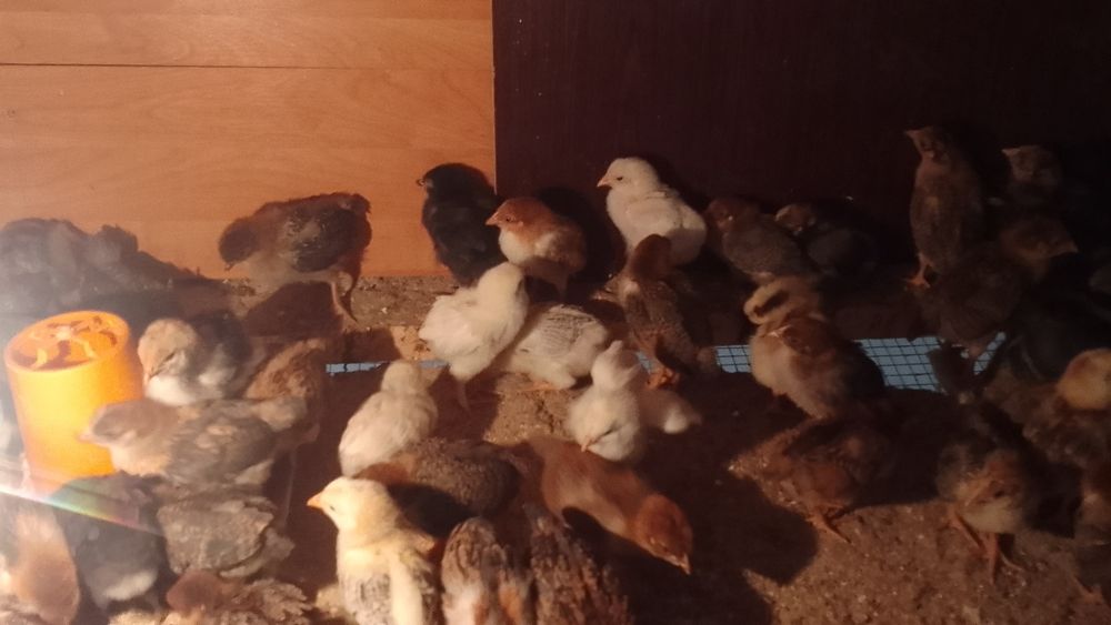 Продам цыплят от домашних кур