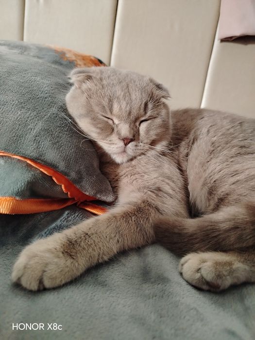 Scottish Fold. O'g'il bola