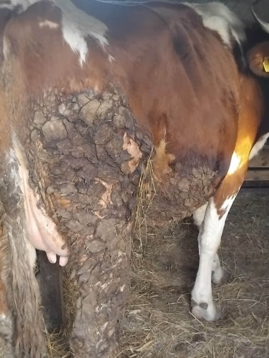 Vaca gestantă bălțată