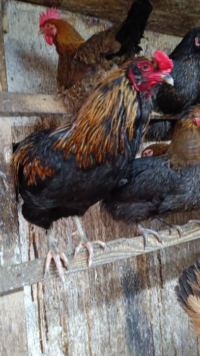 Продам молодых петухов