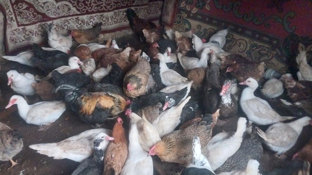 Куры и индаутка продаётся