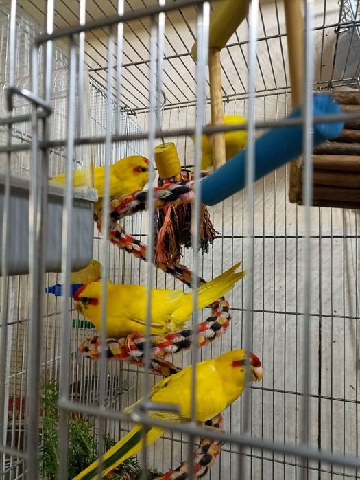 Продаются какарики