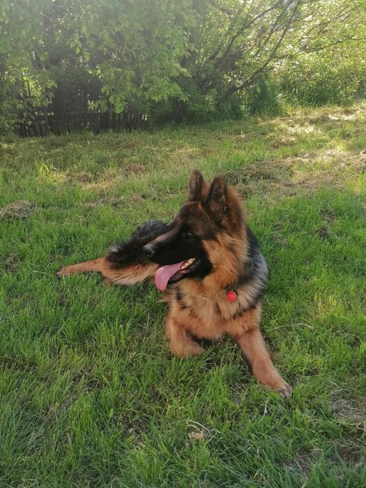 СПЕШНО Мъжка немска овчарка с родословие