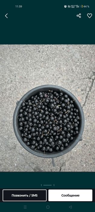Смородина чёрная шотут Smorodina qora rosiya shotut