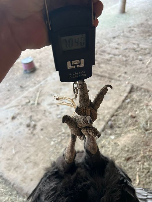 Индюки Гибрит 3 самки 1 самес