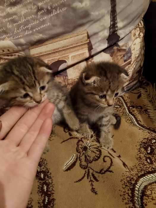 Продаются маленькие кошки